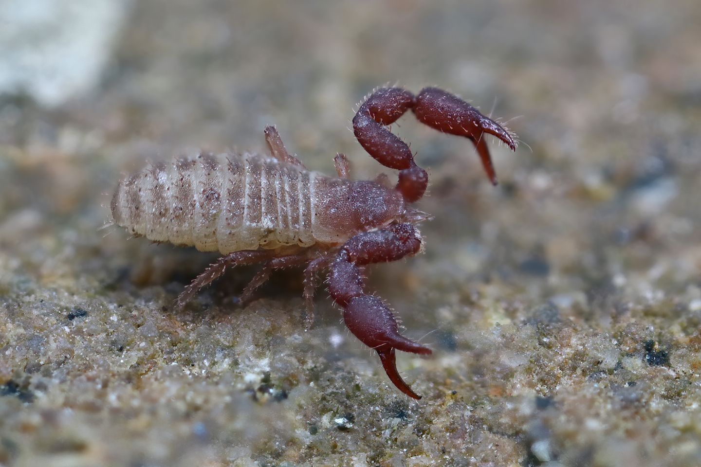 Pseudoscorpione:  Chernetidae sp. (cfr.)